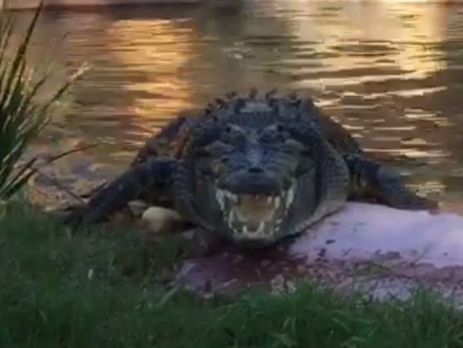 Крокодил в зоопарке выплюнул пластиковые бутылки. Видео