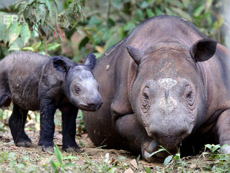 У суматранського носорога двоє рогів