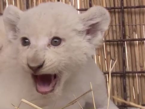 В зоопарке под Киевом показали белых львят. Видео