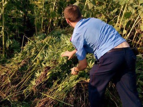 СБУ ликвидировала в Харьковской области незаконную плантацию конопли