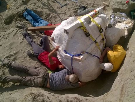 В США нашли целый череп тираннозавра