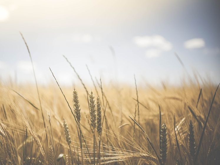 ﻿Україна оновила рекорд з урожаю зернових
