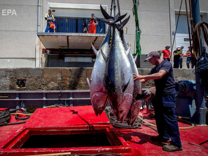 Украина и РФ согласовали квоты на вылов рыбы в Азовском море – Госрыбагентство