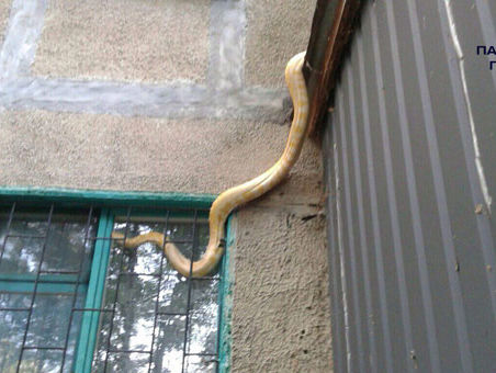 В Полтаве питон выпал из окна квартиры, пока его владелец был в отъезде