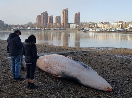 ﻿У Лондоні на березі Темзи виявили мертвого кита