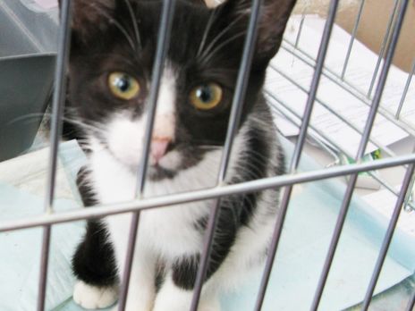 В Киеве прошел благотворительный фестиваль котов и котят. Фоторепортаж