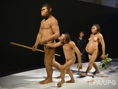 Ученые: Австралопитек Люси, древнейший из известных науке людей, погибла, упав с дерева