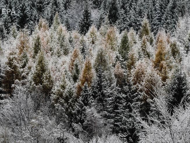 ГСЧС предупредила о снеге, метелях, гололедице и ветре в Карпатах в начале недели