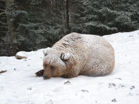 Медведи в Карпатах не могут впасть в спячку из-за теплой зимы