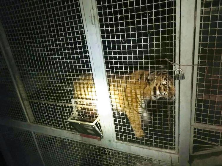 В Киеве на заброшенной базе обнаружили шесть тигров