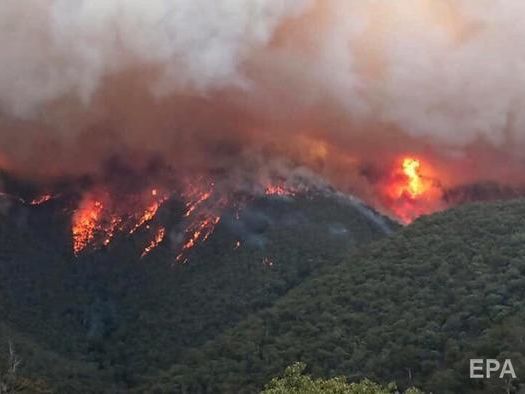 В австралійських лісових пожежах могло загинути приблизно пів мільярда тварин – учені