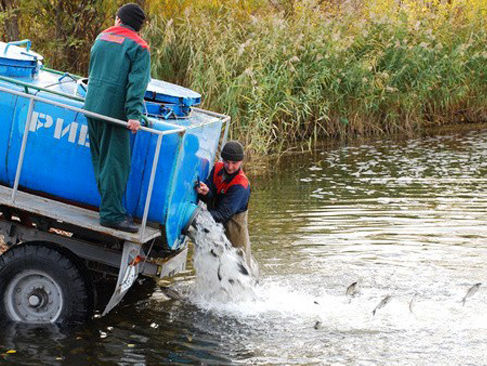 Экологи планируют запустить в Днепр 9 миллионов мальков рыб для очищения реки