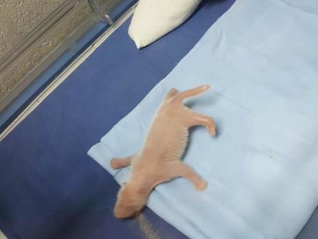 В зоопарке Мадрида у гигантской панды родился детеныш. Видео