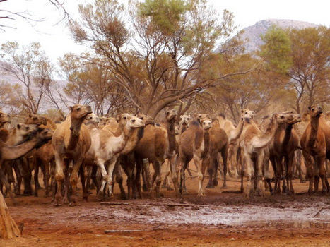 ﻿В Австралії збираються вбити 10 тис. диких верблюдів