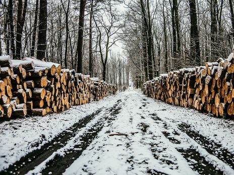 Убытки Украины от незаконных вырубок составляют более 1 млрд грн – глава Гослесагентства