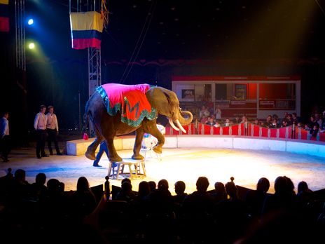К концу года Национальный цирк передаст животных частному экопарку