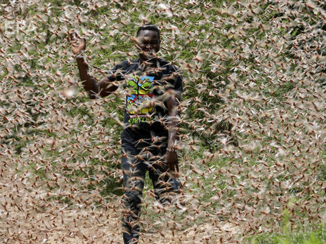 В Восточной Африке – беспрецедентное нашествие саранчи. Фоторепортаж