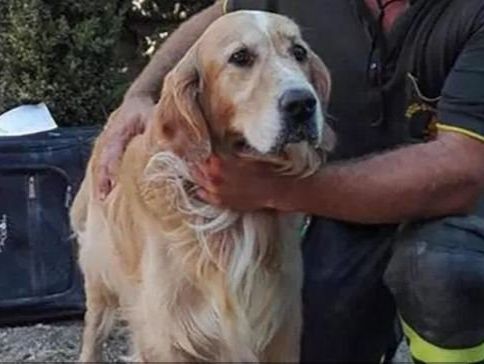 В Италии спасатели вытащили из-под завалов собаку спустя девять дней после разрушительного землетрясения
