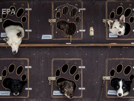 ﻿“Пропала собака, на вигляд 100–150 кубів газу