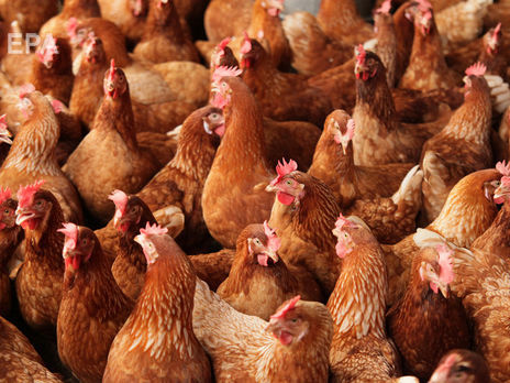 ﻿У Китаї стався спалах пташиного грипу