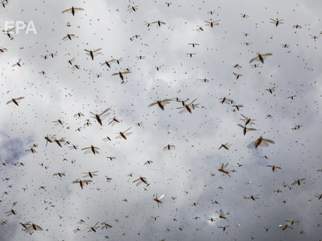 ﻿У Пакистані оголосили надзвичайний стан через нашестя сарани