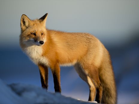 В здание британского парламента проникла лиса