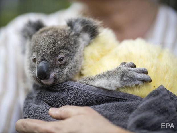 Лесные пожары в Австралии. 113 видов животных нуждаются в экстренной помощи 