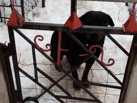 В Харьковской области пес напал на четырехлетнего ребенка, мальчик не выжил – полиция