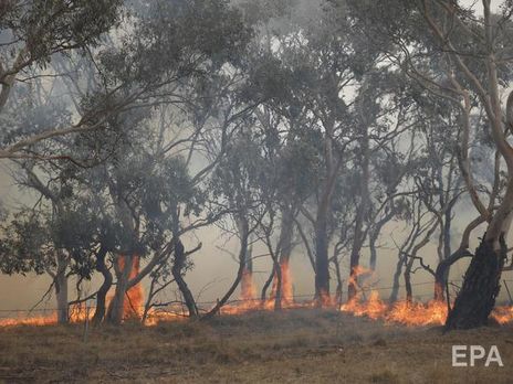 В австралийском штате Новый Южный Уэльс потушили все пожары