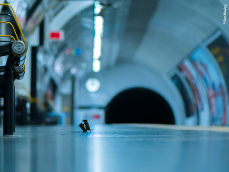 ﻿Бійка мишей у метро. Визначено найкраще фото дикої природи за 2019 рік