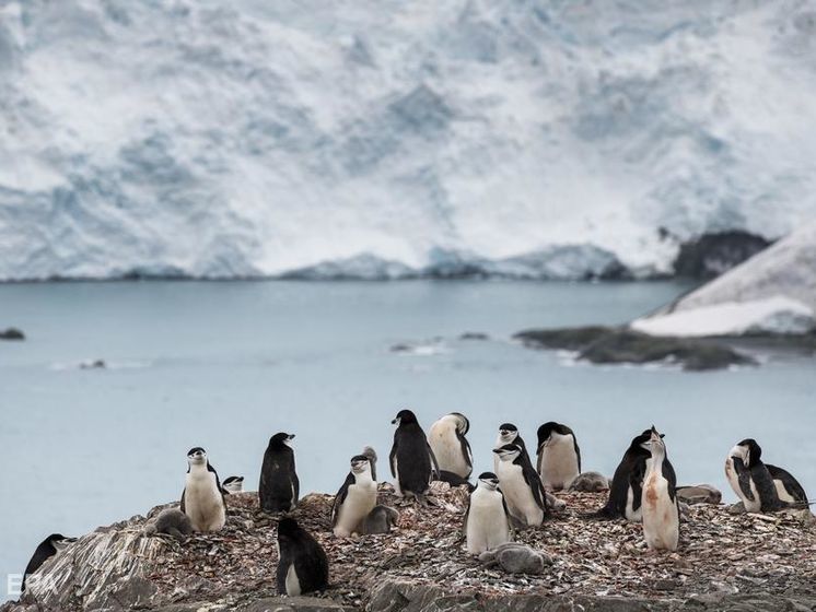 Температура в Антарктиде поднялась выше отметки +20 ºС