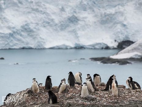 Февраль в Антарктиде выдался аномально теплым, ученые опасаются, что это отрицательно повлияет на численность колоний пингвинов