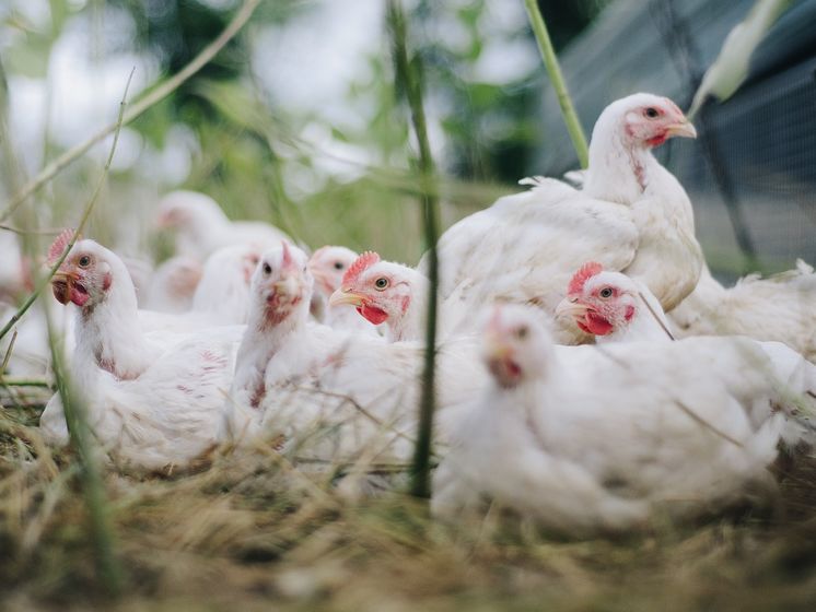 ﻿Молдова ввела заборону на імпорт української курятини та яєць