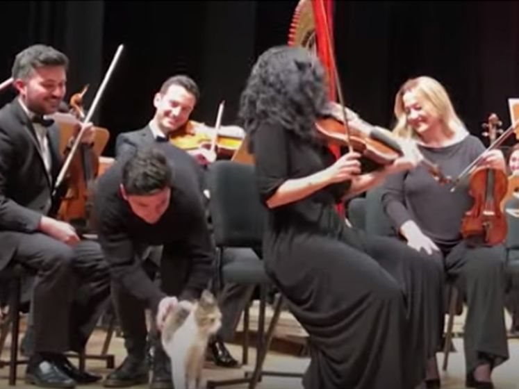 ﻿У Стамбулі безпритульна кішка не давала оркестру почати концерт