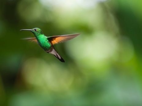 Науковці виявили в бурштині динозавра завбільшки з колібрі