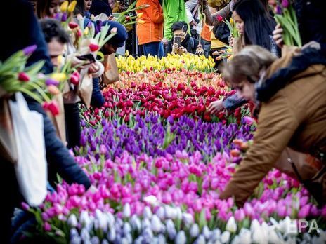 ﻿У Нідерландах через пандемію коронавірусу знищують урожай тюльпанів