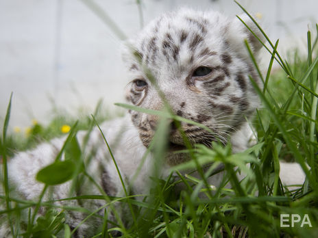 ﻿Бенгальському тигреняті, яке народилося у мексиканському зоопарку, дали ім'я Ковід