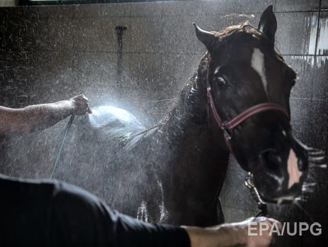  Конная полиция Москвы закупит солярии для своих лошадей 