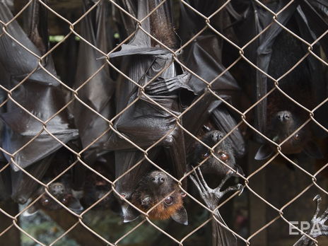 ﻿У Китаї відновили роботу ринки, де продають кажанів та інших диких тварин