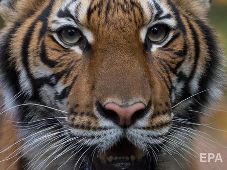 ﻿У зоопарку Нью-Йорка тигр заразився коронавірусом від людини