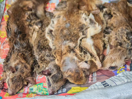 Представитель ООН призвала запретить рынки по продаже диких животных