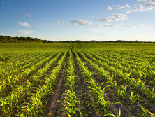 Не больше 100 га в руки до 2024 года, или Закон о рынке земли в Украине. Главное