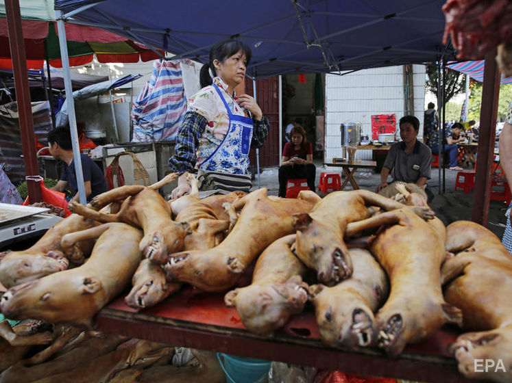 ﻿В уряді Китаю прибрали собак зі списку м'яса для вживання