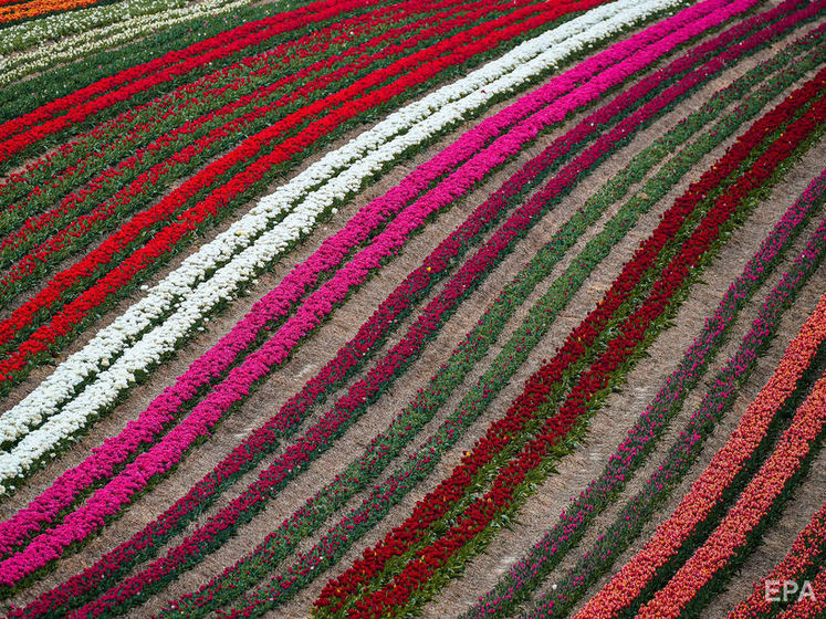 ﻿У Нідерландах фермери знищують урожай тюльпанів, щоб уникнути нового спалаху коронавірусу
