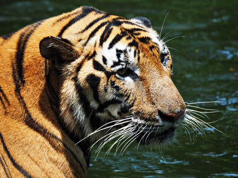 В зоопарке Нью-Йорка у семи львов и тигров выявили COVID-19