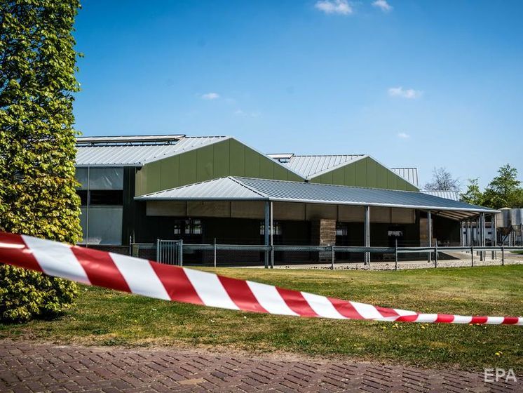В Нидерландах коронавирусом заразились норки, две фермы изолировали
