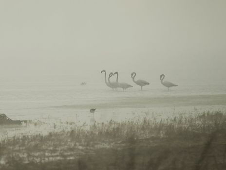 На Тилигульском лимане на юге Украины появились розовые фламинго