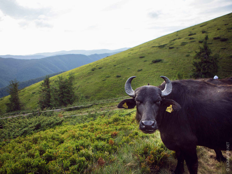 В карпатской Долине нарциссов поселили исчезающий вид буйволов
