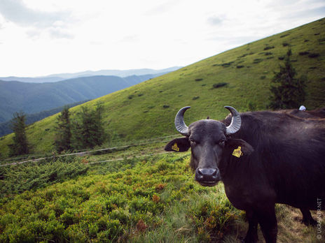 ﻿У карпатській Долині нарцисів поселили вид буйволів, що зникає