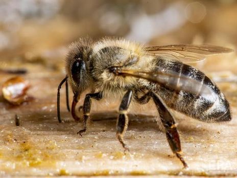 ﻿У Тернопільській області після укусів бджіл помер чоловік – поліція